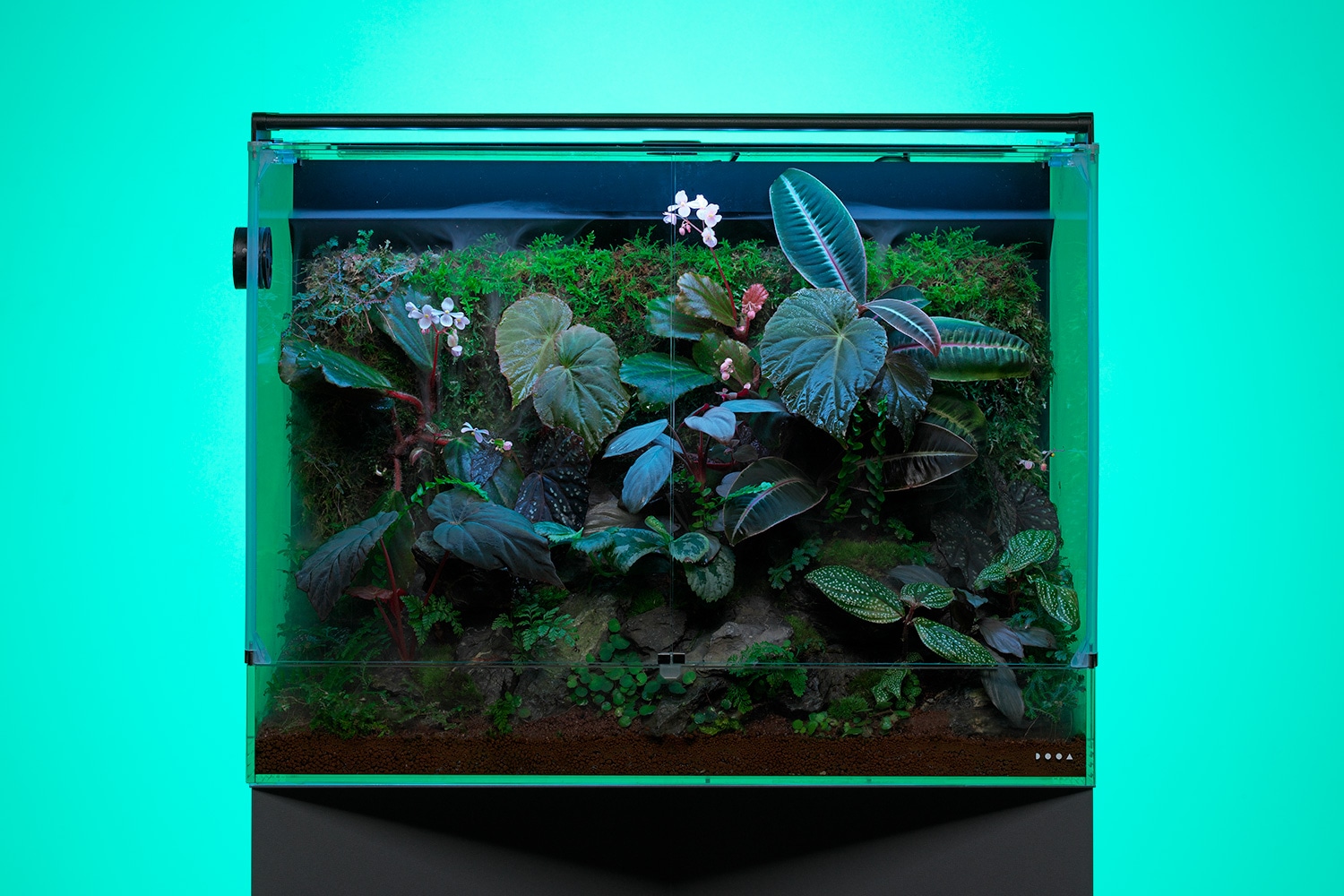 WET SHADE GARDEN PALUDA